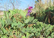Lathyrus japonicus