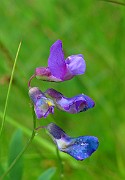Lathyrus palustris
