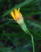 Leontodon autumnalis