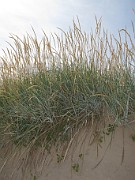 Leymus arenarius