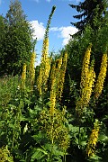 Ligularia przewalskii
