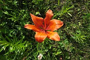 Lilium bulbiferum