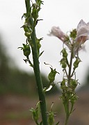 Linaria repens