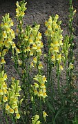 Linaria vulgaris