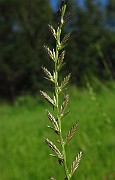 Lolium multiflorum