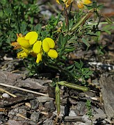 Lotus corniculatus