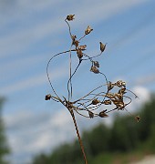 Luzula pilosa