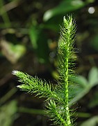 Lycopodium clavatum