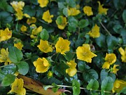 Lysimachia nummularia