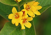 Lysimachia punctata