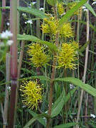 Lysimachia thyrsiflora