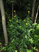 Lysimachia vulgaris