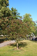 Malus floribunda