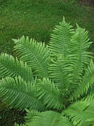 Matteuccia struthiopteris