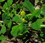 Medicago lupulina