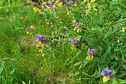 Melampyrum nemorosum