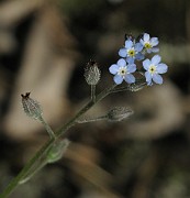 Myosotis arvensis