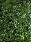 Myosotis laxa subsp. caespitosa
