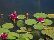 Nymphaea alba var. rosea