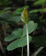 Oxalis acetosella