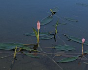 Persicaria amphibia
