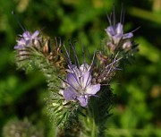 Phacelia tanacetifolia