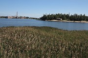 Phragmites australis