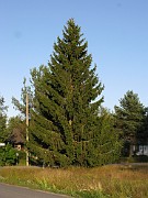 Picea abies