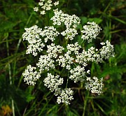 Pimpinella saxifraga