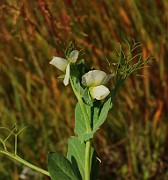 Pisum sativum var. sativum