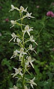 Platanthera bifolia subsp. latiflora