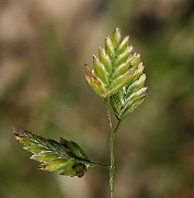 Poa pratensis subsp. alpigena