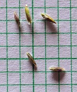 Poa pratensis subsp. pratensis