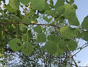 Populus tremula