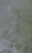 Potamogeton obtusifolius