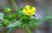 Potentilla norvegica