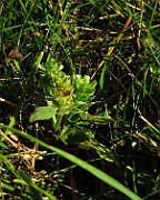 Prunella vulgaris f. albiflora