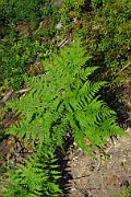 Pteridium aquilinum subsp. latiusculum