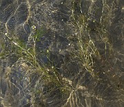 Ranunculus peltatus subsp. baudotii