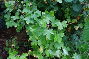 Ribes aureum