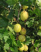 Ribes uva-crispa