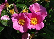 Rosa virginiana