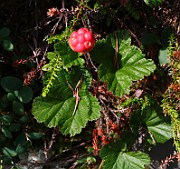 Rubus arcticus