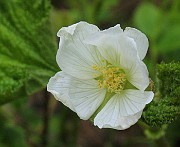 Rubus chamaemorus