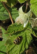 Rubus idaeus