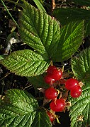 Rubus saxatilis