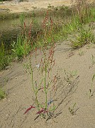 Rumex acetosella subsp. acetosella