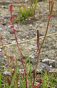 Rumex acetosella subsp. tenuifolius
