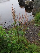 Rumex obtusifolius subsp. sylvestris