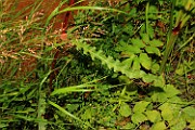 Rumex pseudonatronatus